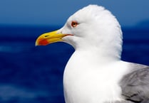 Council spends £300K storing seagull-proof sacks and bins