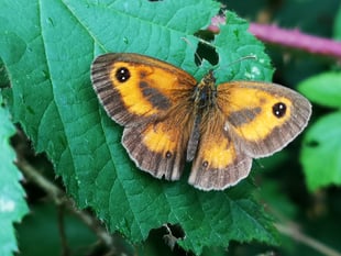 Get involved in the big butterfly count