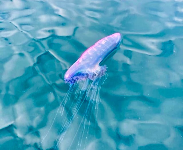 Beware - Large Man-O-War creature spotted off Wembury beaches
