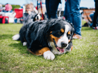 Government urged not to delay ban on dog electric shock collars
