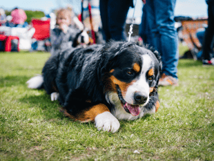 Government urged not to delay ban on dog electric shock collars
