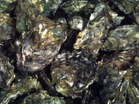 Oyster herpesvirus disease confirmed in River Teign and River Exe
