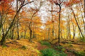 Autumn
