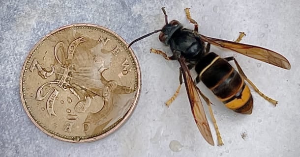 Beekeepers urge public to look out for Asian hornets