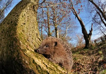 Mini-heat spike ahead could bring boost to soon-to-be hibernating hedgehogs