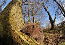 Mini-heat spike ahead could bring boost to soon-to-be hibernating hedgehogs