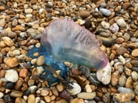 Warning after Man o’ War sighting on Blackpool Sands