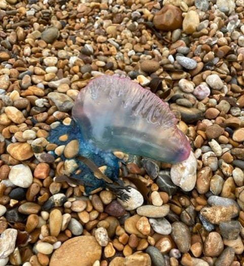 Warning after Man o’ War sighting on Blackpool Sands