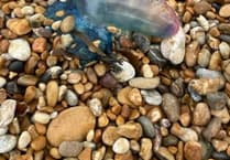 Man o’ War spotted on Blackpool Sands beach