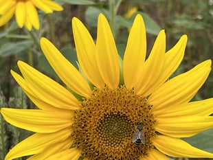 Beekeepers buzzing for National Honey Day

