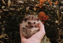 Coffee and cake to help hedgehogs in a pickle