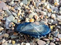 Mesmerising creature washes up on south Devon beach