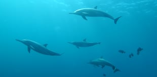 Dolphins at risk spotted in Dartmouth