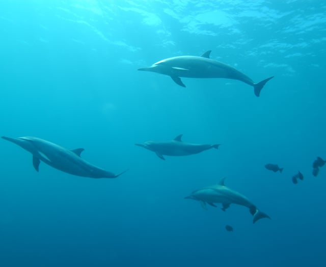 Dolphins at risk spotted in Dartmouth