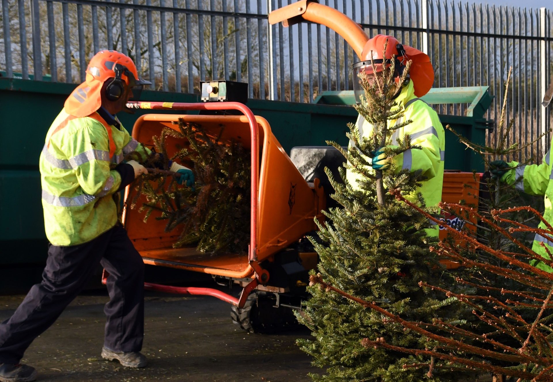 How and where to dispose of your Christmas tree | totnes-today.co.uk