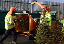How and where to dispose of your Christmas tree