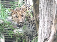 World’s rarest big cat searching for a mate in South Hams