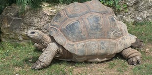 Man interviewed and two more giant tortoises found dead in woodland
