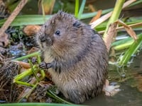Release of water voles at Slapton