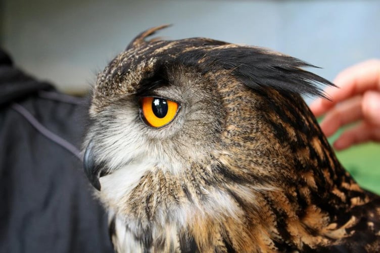 Totnes Rare Breeds Farm will be bringing some of their owls along as well!