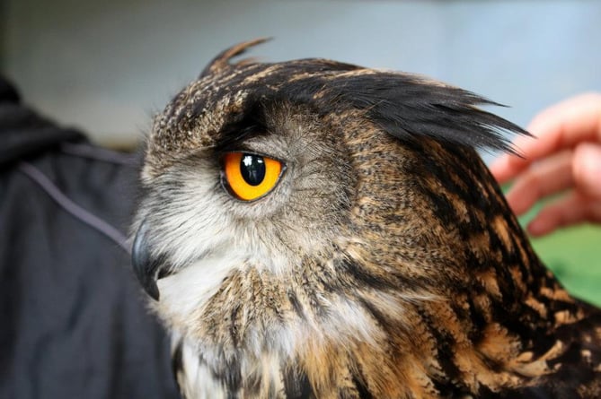 Totnes Rare Breeds Farm will be bringing some of their owls along as well!