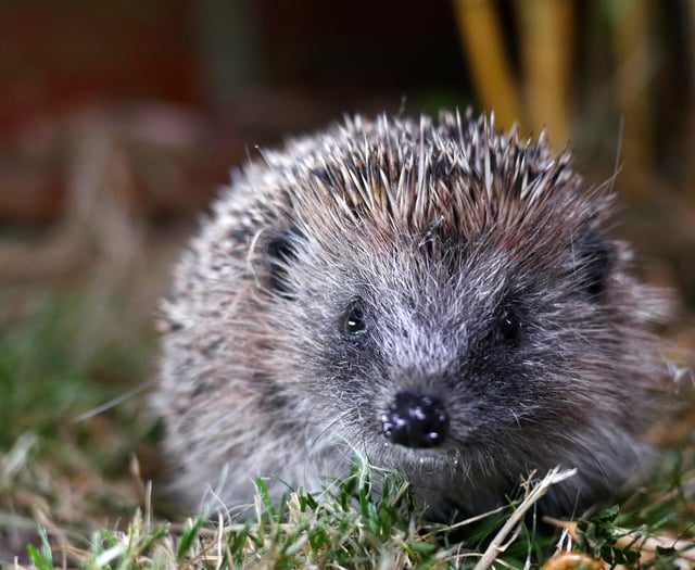 Hedgehog rescue charity urgently seeks volunteers