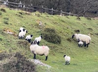 Chasing Crockern: A Journey through Dartmoor’s folklore