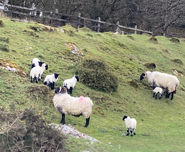 Chasing Crockern: A Journey through Dartmoor’s folklore