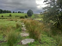 A wobble in the weeds and woods