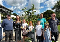 Tallest sunflower competition set to return