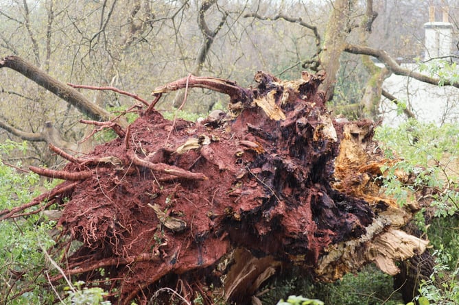 The fallen 230-year-old oak in Primley Park in Paignton. Photo released April 11 2024. An ancient tree that was one of the first of its kind to be planted in the UK over 230 years ago was brought down Storm Kathleen.The historic tree in Primley Park in Paignton was suffering from age-related defects - and strong winds hit it on Sunday evening (7 April).According to the conservation charity responsible for the tree, Wild Planet Trust, the tree's age and height made it particularly susceptible to the high winds experienced in South Devon over the weekend - made worse by the excessive rainfall over the past few months.The semi-evergreen hybrid of a turkey oak and a cork oak was first cultivated in the 1760s by the horticulturalist William Lucombe from Exeter. 
