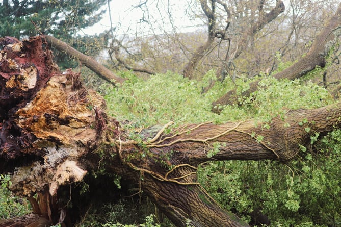 The fallen 230-year-old oak in Primley Park in Paignton. Photo released April 11 2024. An ancient tree that was one of the first of its kind to be planted in the UK over 230 years ago was brought down Storm Kathleen.The historic tree in Primley Park in Paignton was suffering from age-related defects - and strong winds hit it on Sunday evening (7 April).According to the conservation charity responsible for the tree, Wild Planet Trust, the tree's age and height made it particularly susceptible to the high winds experienced in South Devon over the weekend - made worse by the excessive rainfall over the past few months.The semi-evergreen hybrid of a turkey oak and a cork oak was first cultivated in the 1760s by the horticulturalist William Lucombe from Exeter. 
