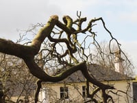 Ancient 230-year-old tree tree felled by storm