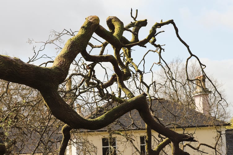The fallen 230-year-old oak in Primley Park in Paignton. Photo released April 11 2024. An ancient tree that was one of the first of its kind to be planted in the UK over 230 years ago was brought down Storm Kathleen.The historic tree in Primley Park in Paignton was suffering from age-related defects - and strong winds hit it on Sunday evening (7 April).According to the conservation charity responsible for the tree, Wild Planet Trust, the tree's age and height made it particularly susceptible to the high winds experienced in South Devon over the weekend - made worse by the excessive rainfall over the past few months.The semi-evergreen hybrid of a turkey oak and a cork oak was first cultivated in the 1760s by the horticulturalist William Lucombe from Exeter. 
