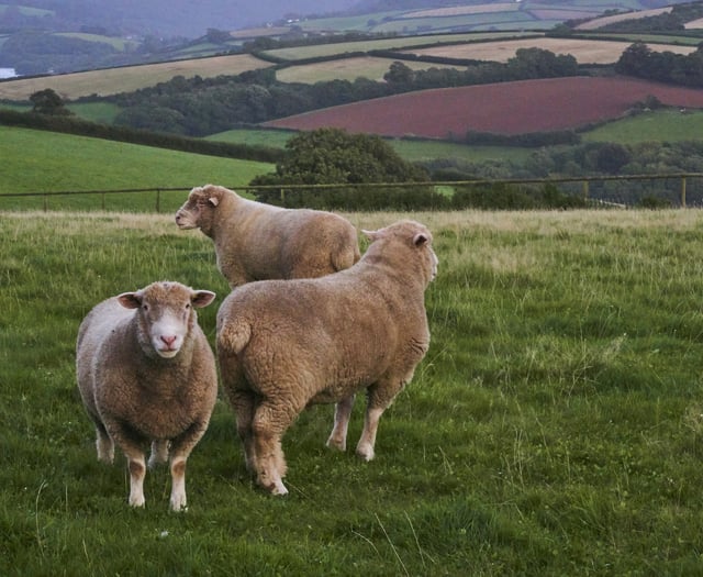 Opinion: Taking an irresponsible leap of faith