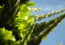Rare plant is set to flower for first time in more than a decade