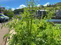 Poisonous plant spotted in Totnes