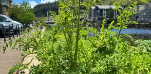 Poisonous plant spotted in Totnes