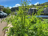 Poisonous plant spotted in Totnes