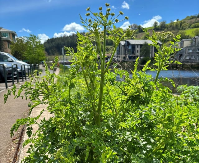 Poisonous plant spotted in Totnes