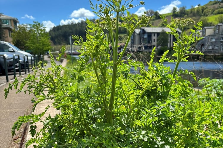 Hemlock Water Dropwort