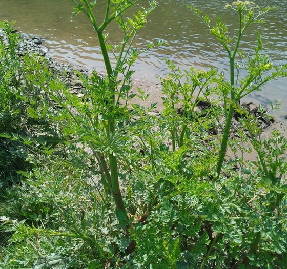 Council warns of highly poisonous plants