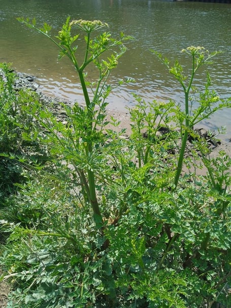 The Hemlock Water Dropwort - South Hams District Council