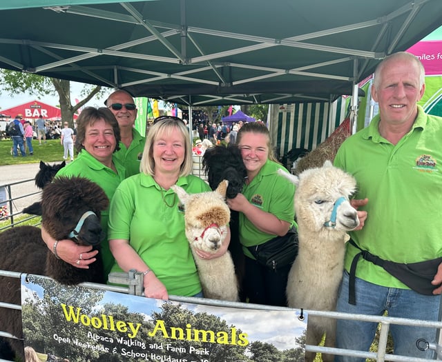 Alpacas meet the public at show