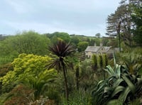 Long-awaited flower shows signs of bloom