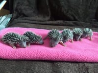 Prickles in a Pickle launches urgent £25,000 fundraising drive 