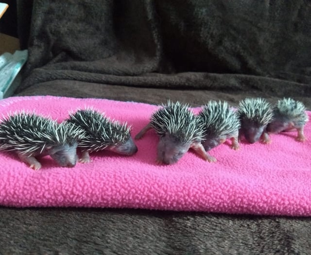 Prickles in a Pickle launches urgent £25,000 fundraising drive 