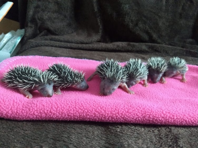 Nursing Hedgehogs - Prickles in a Pickle