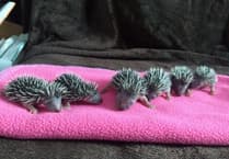 Prickles in a Pickle's £25,000 Fundraising Appeal