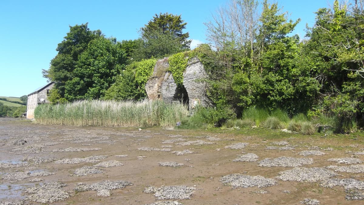 A silver jubilee visit to the salt marshes totnestoday.co.uk